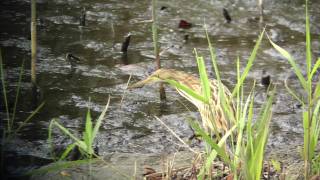 ヨシゴイ幼鳥　食事シーン