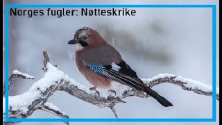 Norges Fugler: Nøtteskrike.