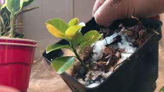 1 year update euonymus🌿2 ways to propagate euonymus/ shrubs