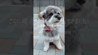 ［#shorts］Monthly trimming is recommended for schnauzers.［シュナウザーのトリミング後が可愛すぎる］