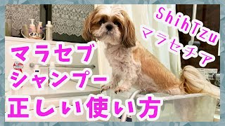 本当は怖いマラセブシャンプー マラセブシャンプーの使い方　【シーズー】チロと学ぼうね💕お散歩動画付き　マラセチアとの戦い