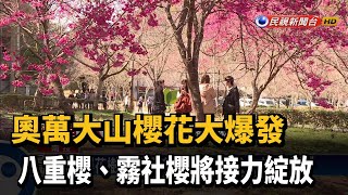 春節必拍打卡勝地！奧萬大粉紅櫻花海－民視新聞