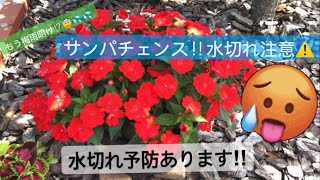 【サンパチェンス】梅雨明け注意！水切れ予防できます👌