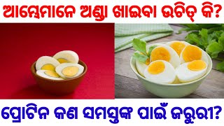 ଆମ୍ଭେମାନେ ଅଣ୍ଡା ଖାଇବା ଉଚିତ୍ କି? |Should we eat egg? | ପ୍ରୋଟିନ ସମସ୍ତଙ୍କ ପାଇଁ ଜରୁରୀ କି? protein food