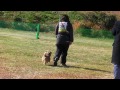 norfolk terrier 来 2012神奈川クラブ訓練競技会 cd1初等科 1席