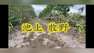 池上牧野果園農地，地5.2分，售1200萬｜專線0952-686-970盧榮昌