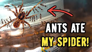 Ants have taken over my house / Tetramorium bicarinatum. ANTS VS SPIDER.