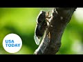 Watch: Cicada broods may be the cause of mysterious red bumps | USA TODAY