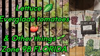 LETTUCE 🥬 EVERGLADE TOMATOES 🍅 \u0026 other things of ZONE 9B FLORIDA 🌱🌻