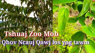 Tshuaj Zoo Mob Qhov Ncauj Qawj Zoo Tiag2 nawb  20/10/2021