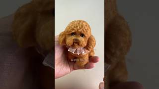 Super cute teddy bear poodle #cute #squishy #satisfying #teddybear #poodle #puppy #cutepets