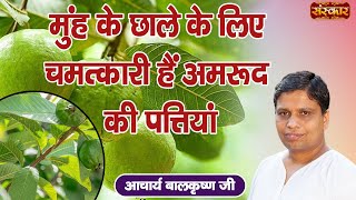 मुंह के छाले के लिए चमत्कारी हैं अमरूद की पत्तियां Benefits of Guava Leaf | Acharya Balkrishna Ji