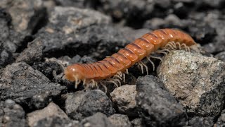 Top 10 Dangerous Centipedes