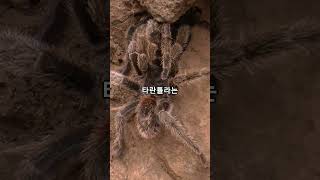 타란튤라에 대한 사실들 / facts about tarantulas