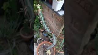 Euphorbia Knuthii Cactus Grafting | My Cactus Garden | It’s My Hobby Time#Short