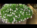 出色的配角（三）酢浆草 野趣 花境背景植物 oxalis 子玄 lifestyle