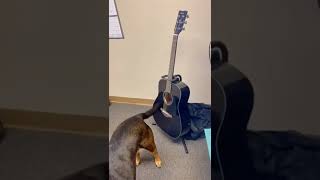 DOGS CAN'T PLAY GUITAR 🎸 #shorts