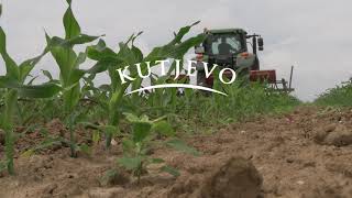 Kutjevo d.d. - Kultivacija Kukuruza