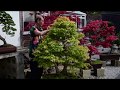 Maple Bonsai Pruning