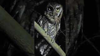 Corujinha-do-mato cantando / Owl Hooting / Owl Singing / Owl Sounds 🙂#owl #owls #birds