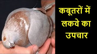 कबूतरों में लकवे की बिमारी का ईलाज || दवाइयों के नाम के साथ || Dr Nagender Yadav