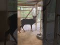 かわいい鳴き声がすると思ったら鹿だった❗️😊 the deer is cute 🦌