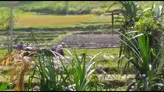 Traditional rice farming in My Village - Badulla