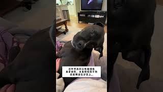 怪尴尬的 我的萌宠萌宠出道计划治愈精神抚慰犬我家萌宠@DOU+小助手