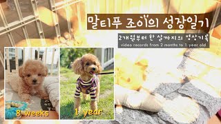 말티푸 성장일기 | 성장과정 (2개월부터 한 살까지 체중, 행동변화) Maltipoo grow up video (from 8 weeks puppy to 1 year old dog)