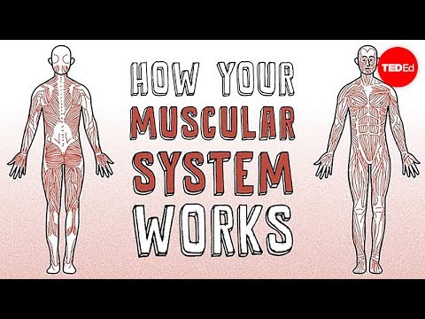 What does the muscular system need?