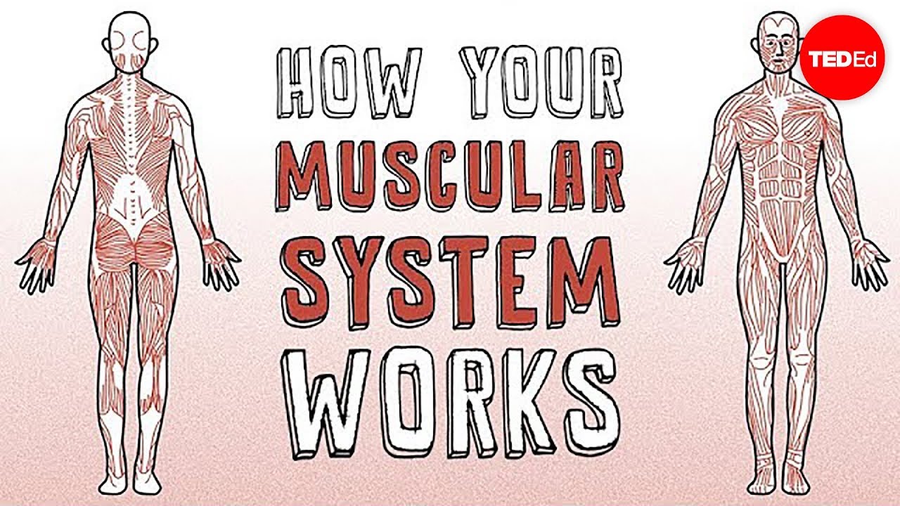 Ways To Improve Musculoskeletal System For Optimal Health - El Paso, TX ...