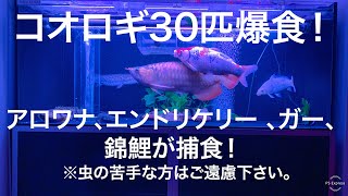 コオロギ30匹爆食！アロワナ、エンドリケリー 、ガー、錦鯉が捕食！熱帯魚 アクアリウム arowana 生き餌