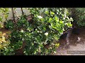 nursery से नए gardenia plant की care केसे करे best fertilizer for gardenia