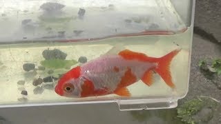 【金魚】秘密の用水路で尾びれが３っに分かれた紅白の和金を2匹発見。何とか一匹を捕まえたがもう一匹は行方不明に。