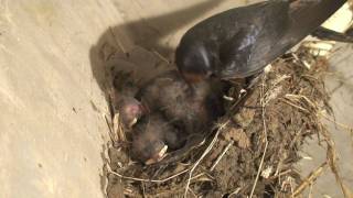 Young Swallows in nest.  Video 2