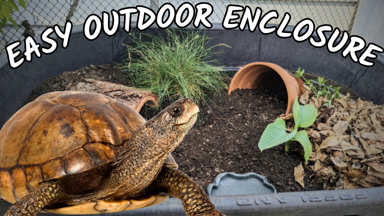 DIY Outdoor Box Turtle Enclosure | How To Make A Tortoise Habitat - YouTube