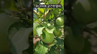 열매가 이쁘네요#버럭도시농부