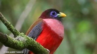 Philippine trogon (Harpactes ardens)