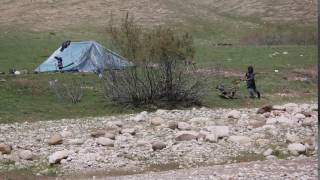 Таджикские саги дахмарда дерутся из-за еды. Tajik sagi dahmarda fight because of food.