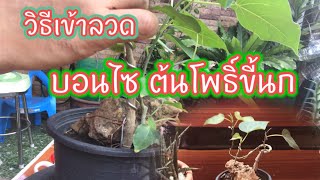 มือใหม่หัดเข้าลวด บอนไซต้นโพธิ์ขี้นก | บุญส่ง ไลฟ์สไตล์