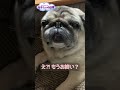 shorts なでなでされたいパグ　仮病なの？　pug wants mom to stroke. by any chance do you fake sick