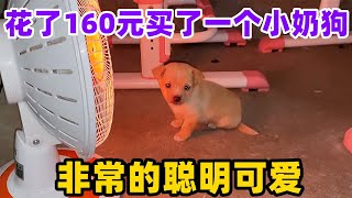 花了160元买了一个小奶狗，非常的聪明可爱