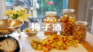 【梅子酒】泡梅酒的第五年，手把手教你如何泡梅子酒