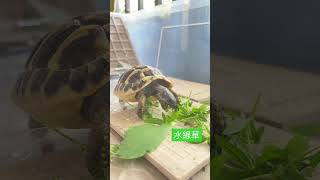 水線草爆盆 消滅它  #tortoise #hermann #赫曼 #陸龜 #turtle #財哥 #吃播