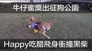 牛仔蜜獎出沒狗公園！Happy吃醋衝撞？【柴犬 我是Happy，她是蜜獎】