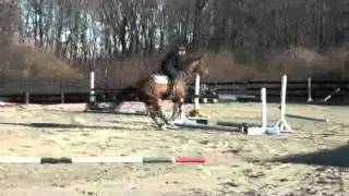 Mia- 8yo Oldenburg mare 15.3h (second clip)