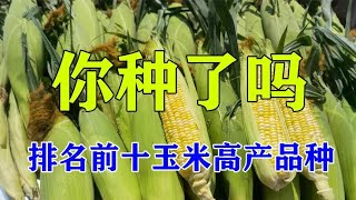 我国“最佳排名前10”玉米品种，亩产高达2500斤，抗病抗倒又高产