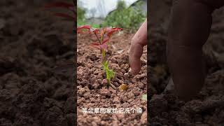 #味道好极了你们想吃吗 #你的家乡有这种植物吗 #你们吃过吗 太好吃了，有想吃的吗？