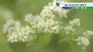 ソバの花　見ごろ