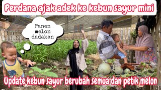 PANEN MELON DADAKAN DAN AJAK ADEK MAIN KEKEBUN MINI || SENANGNYA ADEK NGELIHAT AYAMNYA UTI